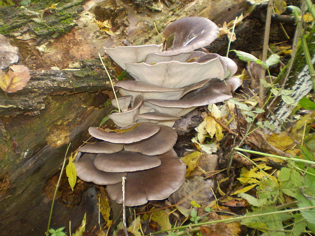 hliva ustricovitá Pleurotus ostreatus (Jacq.) P. Kumm.