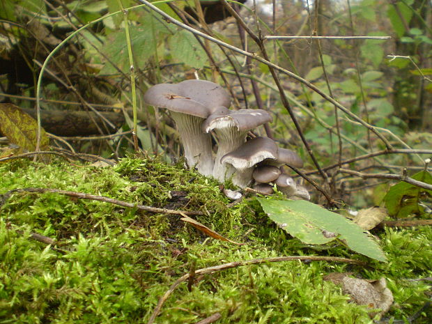 hliva ustricovitá Pleurotus ostreatus (Jacq.) P. Kumm.