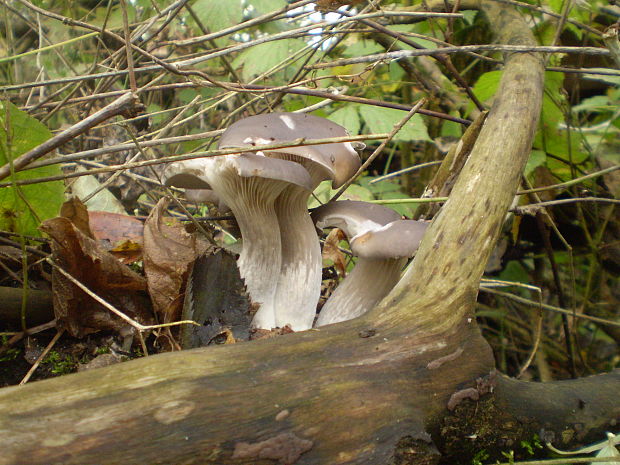 hliva ustricovitá Pleurotus ostreatus (Jacq.) P. Kumm.