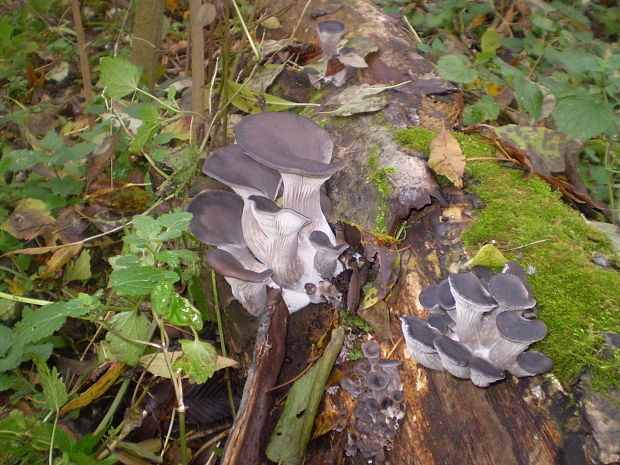 hliva ustricovitá Pleurotus ostreatus (Jacq.) P. Kumm.