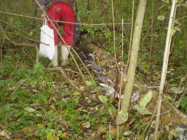 hliva ustricovitá Pleurotus ostreatus (Jacq.) P. Kumm.