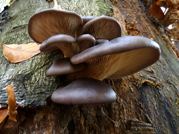 hliva ustricovitá Pleurotus ostreatus (Jacq.) P. Kumm.