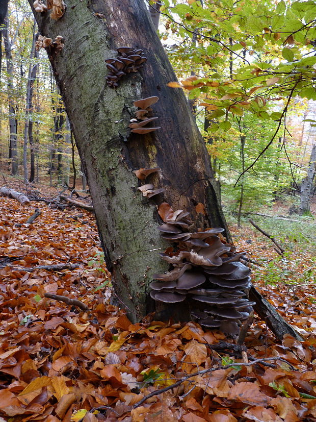 hliva ustricovitá Pleurotus ostreatus (Jacq.) P. Kumm.