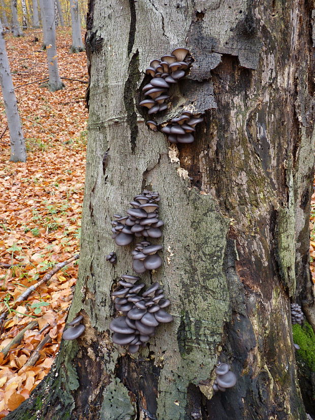 hliva ustricovitá Pleurotus ostreatus (Jacq.) P. Kumm.