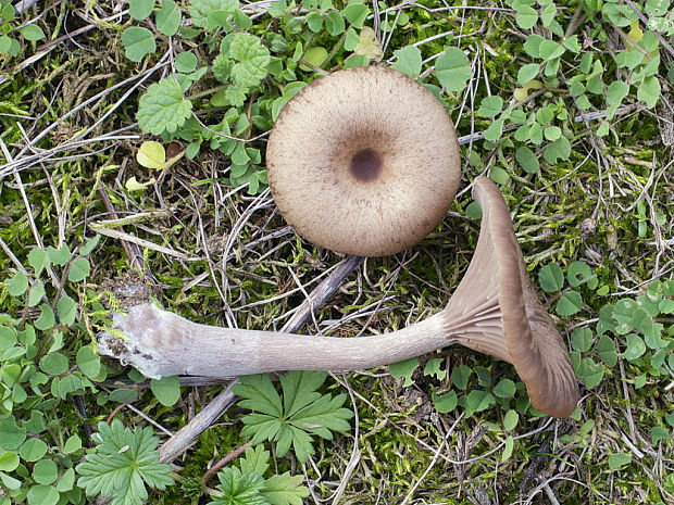 strmulica čiaškovitá Pseudoclitocybe cyathiformis (Bull.) Singer