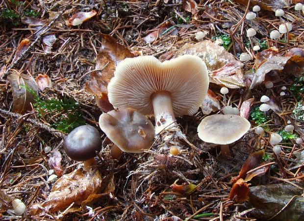 peniazovka maslová Rhodocollybia butyracea (Bull.) Lennox