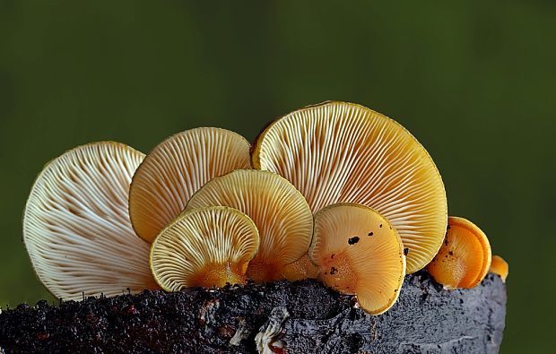 pňovka neskorá Sarcomyxa serotina (Pers.) P. Karst.