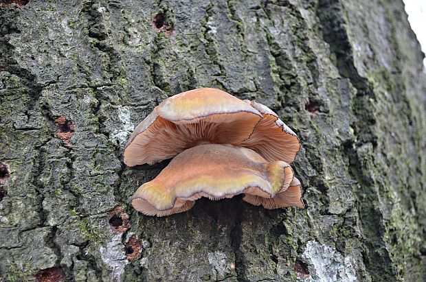 pňovka neskorá Sarcomyxa serotina (Pers.) P. Karst.