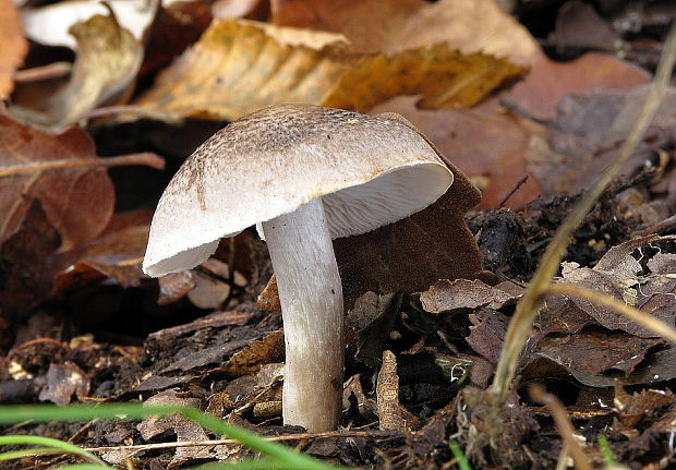 čírovka tigrovaná Tricholoma pardinum (Pers.) Quél.