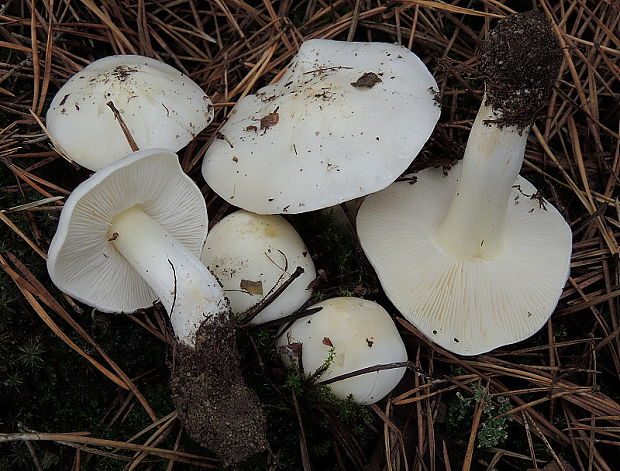 čírovka sivá bílá Tricholoma portentosum var. alba (Fr.) Quél.