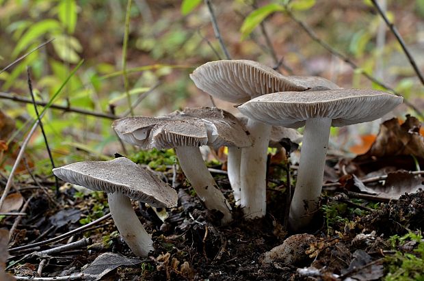 čírovka zemná Tricholoma terreum (Schaeff.) P. Kumm.