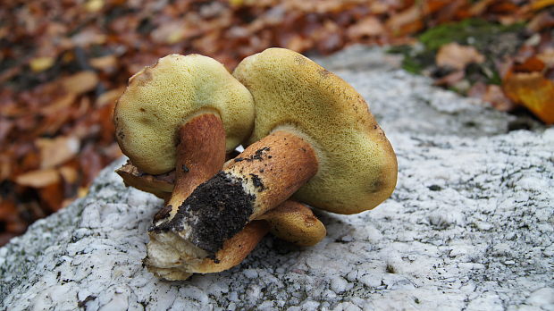 suchohríb-štvoričky Xerocomus sp.