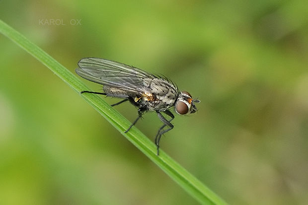 mucha cf. Botanophila fugax