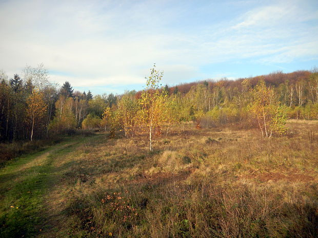 Lesy nad jazerom Vinné