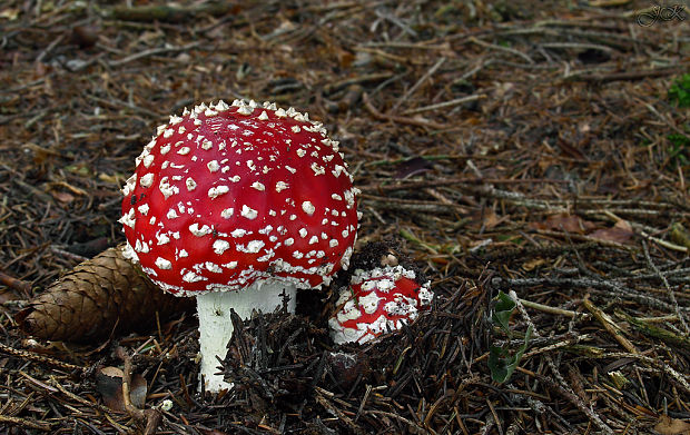 muchotrávka červená Amanita muscaria (L.) Lam.