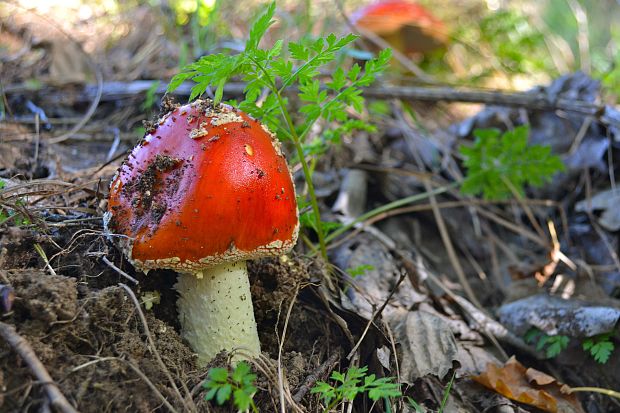 muchotrávka červená Amanita muscaria (L.) Lam.