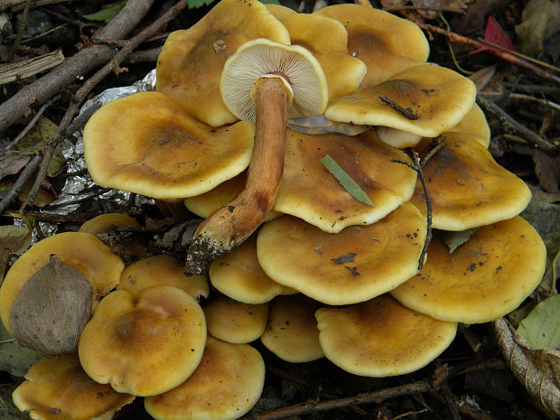 podpňovka žltá Armillaria gallica Marxm. & Romagn.