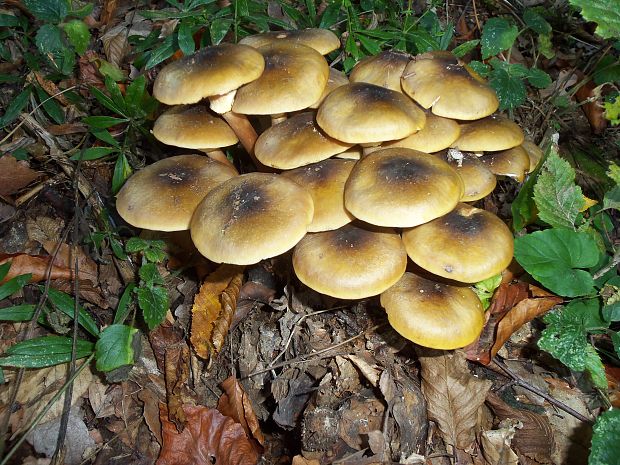 podpňovka obyčajná Armillaria mellea (Vahl) P. Kumm.