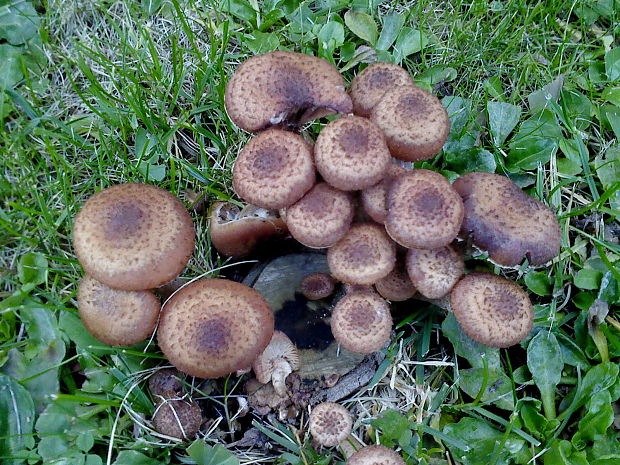 podpňovka obyčajná Armillaria mellea (Vahl) P. Kumm.