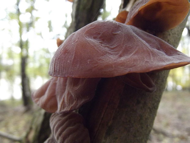 uchovec bazový Auricularia auricula-judae (Bull.) Quél.