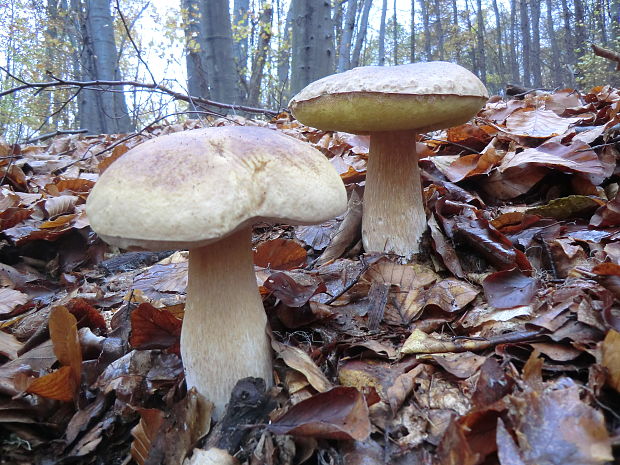 hríb smrekový Boletus edulis Bull.