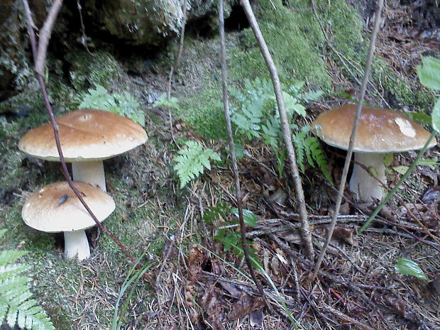 hríb smrekový Boletus edulis Bull.