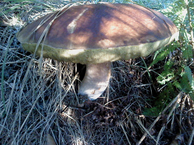 hríb smrekový Boletus edulis Bull.