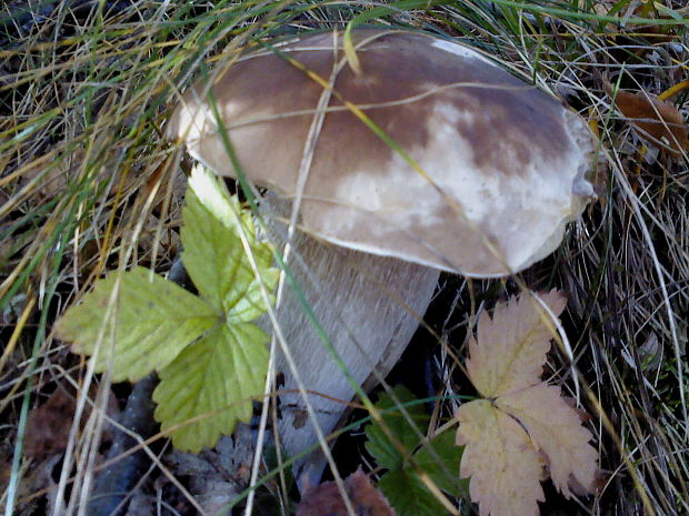 hríb smrekový Boletus edulis Bull.