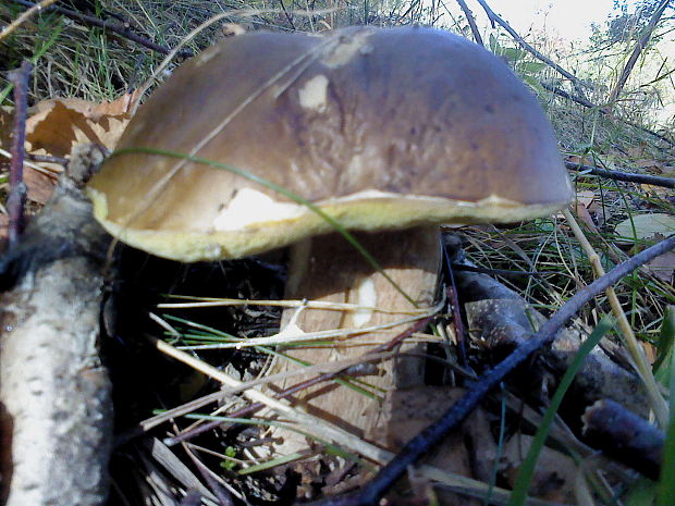 hríb smrekový Boletus edulis Bull.