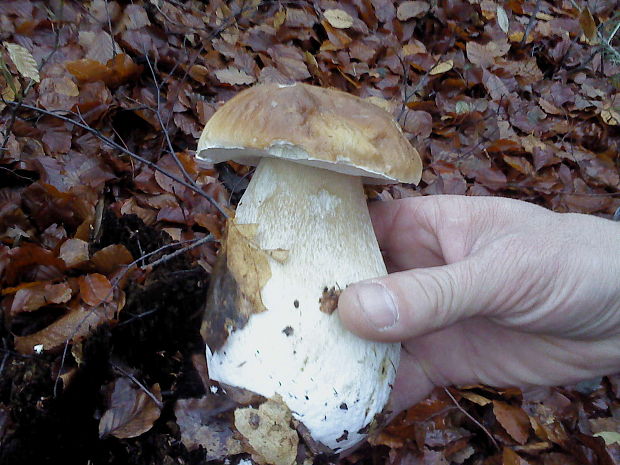 hríb smrekový Boletus edulis Bull.