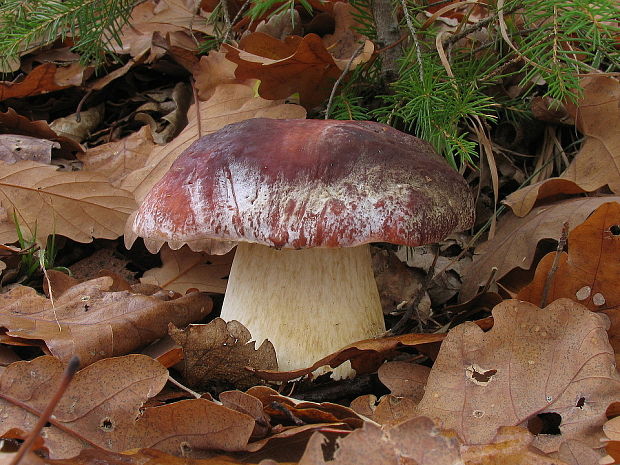 hríb sosnový Boletus pinophilus Pil. et Dermek in Pil.