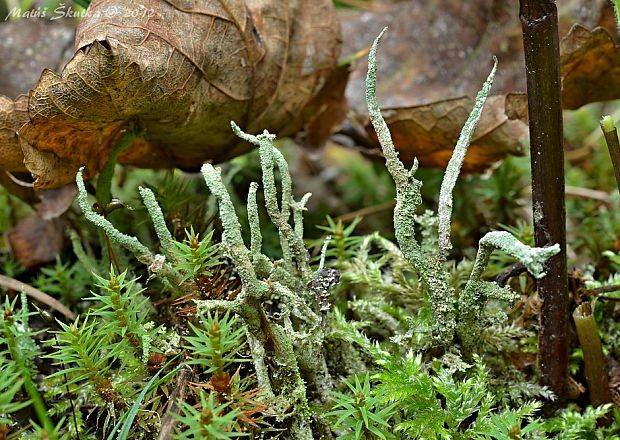 dutohlávka končistá Cladonia coniocraea (Flörke) Spreng.