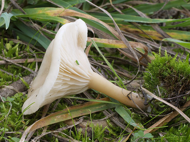 strmuľka Clitocybe sp.