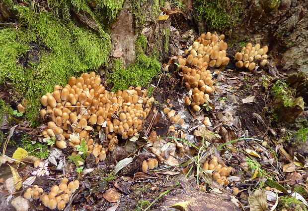 hnojník ligotavý Coprinellus micaceus (Bull.) Vilgalys, Hopple & Jacq. Johnson