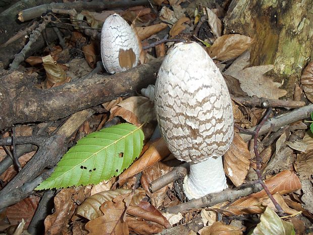 hnojník strakatý Coprinopsis picacea (Bull.) Redhead, Vilgalys & Moncalvo