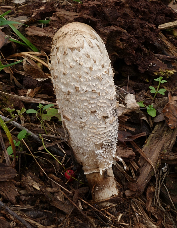 hnojník obyčajný Coprinus comatus (O.F. Müll.) Pers.