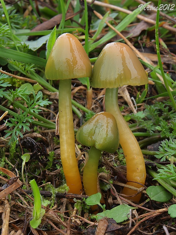 lúčnica žltozelená Gliophorus psittacinus (Schaeff.) Herink