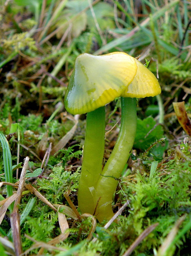 lúčnica žltozelená Gliophorus psittacinus (Schaeff.) Herink