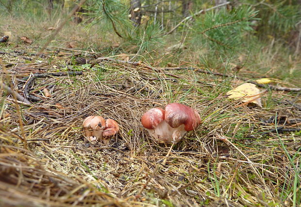 sliziak ružový Gomphidius roseus (Fr.) Oudem.