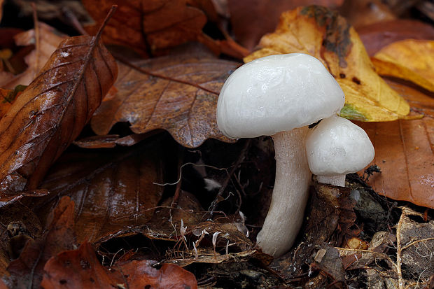 šťavnačka slonovinová Hygrophorus eburneus (Bull.) Fr.