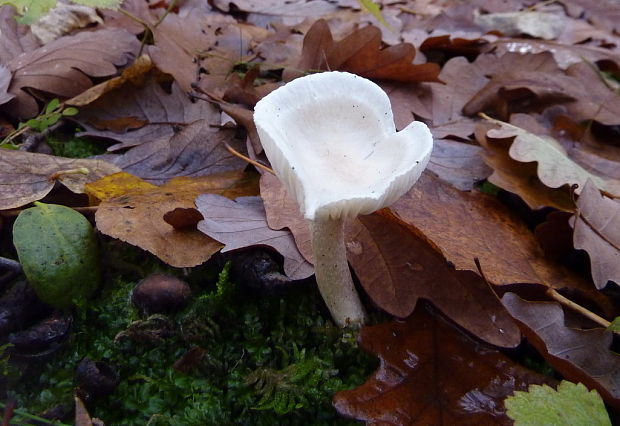 šťavnačka buková Hygrophorus penarius Fr.