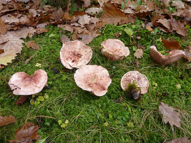 šťavnačka plávkovitá Hygrophorus russula (Schaeff.) Kauffman