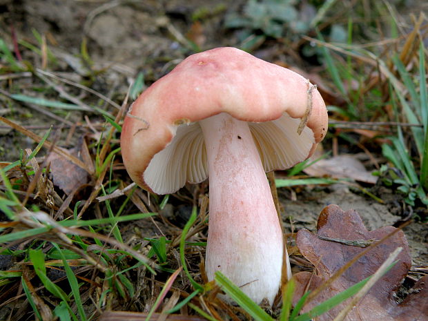 šťavnačka plávkovitá Hygrophorus russula (Schaeff.) Kauffman