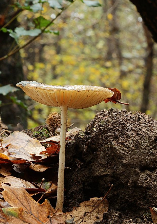 sliznačka koreňujúca Hymenopellis radicata (Relhan) R.H. Petersen