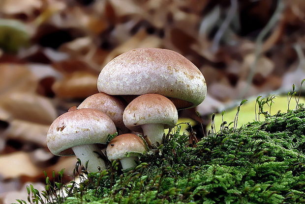 strapcovka tehlovočervená Hypholoma lateritium (Schaeff.) P. Kumm.