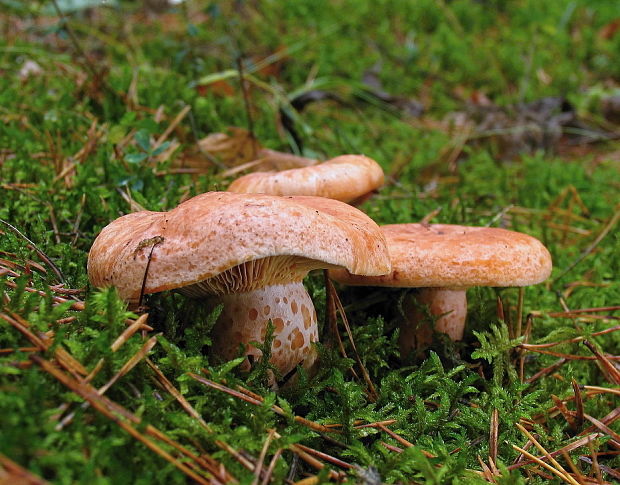 rýdzik pravý Lactarius deliciosus (L.) Gray