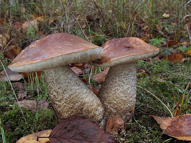 kozák brezový Leccinum scabrum (Bull.) Gray