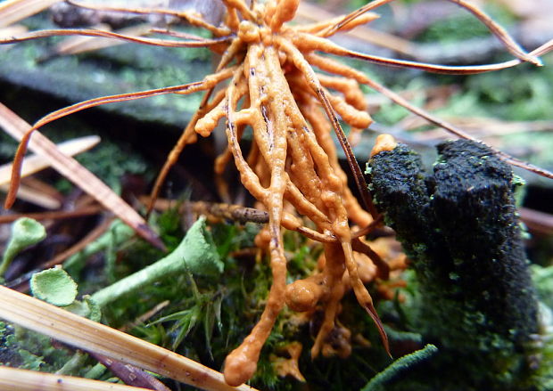 leskloplodka krehká Leocarpus fragilis (Dicks.) Rostaf.