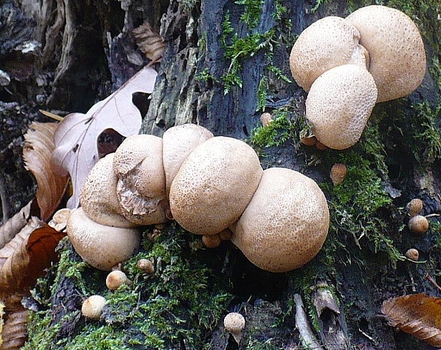 prášnica hruškovitá Lycoperdon pyriforme Schaeff.