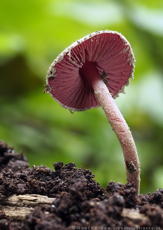 tmavolupeňovka krvavá Melanophyllum haematospermum (Bull.) Kreisel